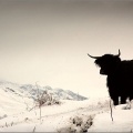 Highland Cow11